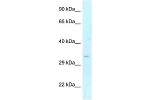 WB Suggested Anti-GOLPH3 Antibody Titration: 1. (GOLPH3 抗体  (Middle Region))