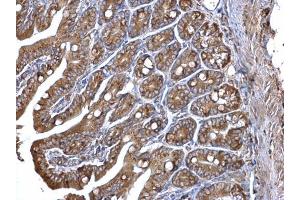 IHC-P Image ERp57 antibody [C3], C-term detects ERp57 protein at cytosol on mouse intestine by immunohistochemical analysis.