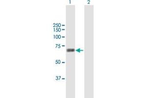 Western Blot analysis of MARS2 expression in transfected 293T cell line by MARS2 MaxPab polyclonal antibody. (MARS2 抗体  (AA 1-593))