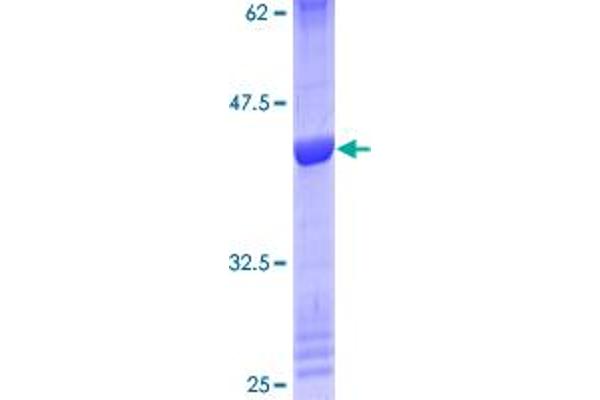 MRPS36 Protein (AA 1-103) (GST tag)
