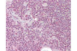 Anti-PPP1R8 antibody IHC of human thymus. (PPP1R8 抗体  (AA 338-351))