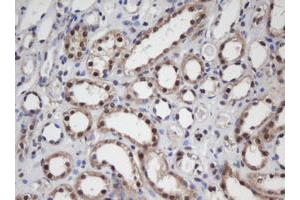 Image no. 6 for anti-Apurinic/Apyrimidinic Endonuclease 1 (APEX1) (AA 1-242) antibody (ABIN1490625) (APEX1 抗体  (AA 1-242))