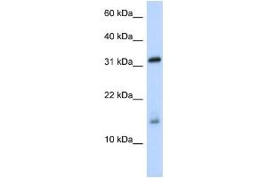 WB Suggested Anti-EIF1AX Antibody Titration:  0. (EIF1AX 抗体  (Middle Region))