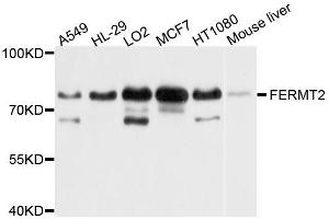 Western blot analysis of extracts of various cell lines, using FERMT2 antibody (ABIN5996206) at 1/1000 dilution. (FERMT2 抗体)