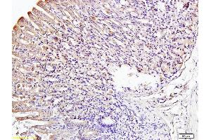 Formalin-fixed and paraffin embedded mouse stomach labeled with Anti-IRF3 Polyclonal Antibody, Unconjugated (ABIN682588) at 1:200 followed by conjugation to the secondary antibody and DAB staining (IRF3 抗体  (AA 51-150))
