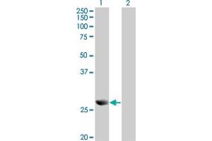 Western Blot analysis of PRDX4 expression in transfected 293T cell line by PRDX4 monoclonal antibody (M01), clone 2C12. (Peroxiredoxin 4 抗体  (AA 51-150))