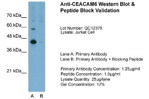Host:  Rabbit  Target Name:  CEACAM6  Sample Type:  Jurkat  Lane A:  Primary Antibody  Lane B:  Primary Antibody + Blocking Peptide  Primary Antibody Concentration:  1. (CEACAM6 抗体  (Middle Region))