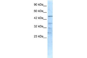 WB Suggested Anti-CHRNA1 Antibody Titration:  0. (CHRNA1 抗体  (N-Term))