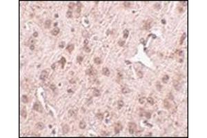 Immunohistochemistry of NIPSNAP3A in mouse brain tissue with this product at 2. (NIPSNAP3A 抗体  (Center))
