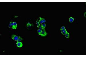 Immunofluorescent analysis of MCF-7 cells using ABIN7160277 at dilution of 1:100 and Alexa Fluor 488-congugated AffiniPure Goat Anti-Rabbit IgG(H+L) (MUC1 抗体  (AA 24-273))
