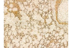 NPNT Mouse Monoclonal Antibody at 1/100 staining rat lung tissue by IHC-P. (Nephronectin 抗体)