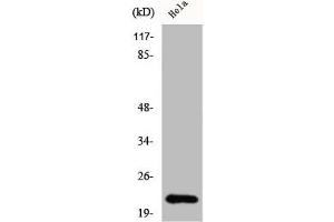 Western Blot analysis of HeLa cells using Claudin-1 Polyclonal Antibody (Claudin 1 抗体  (C-Term))