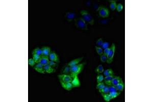 Immunofluorescent analysis of PC-3 cells using ABIN7162895 at dilution of 1:100 and Alexa Fluor 488-congugated AffiniPure Goat Anti-Rabbit IgG(H+L) (PLIN4 抗体  (AA 308-418))