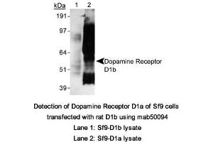 Image no. 1 for anti-Dopamine Receptor D5 (DRD5) (C-Term) antibody (ABIN363248) (DRD5 抗体  (C-Term))
