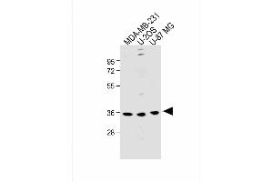 All lanes : Anti-OR6C3 Antibody (Center) at 1:1000 dilution Lane 1: MDA-MB-231 whole cell lysate Lane 2: U-2OS whole cell lysate Lane 3: U-87 MG whole cell lysate Lysates/proteins at 20 μg per lane. (OR6C3 抗体  (AA 203-238))
