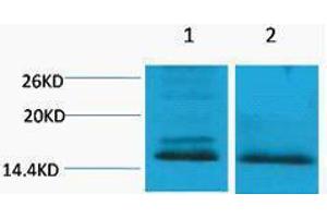 Western Blotting (WB) image for anti-Histone H4 (2meLys59) antibody (ABIN3181321) (Histone H4 抗体  (2meLys59))
