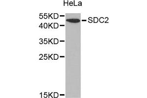 Western blot analysis of extracts of HeLa cells, using SDC2 antibody (ABIN1874709) at 1:1000 dilution. (Syndecan 2 抗体)