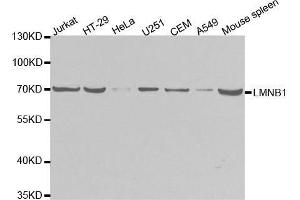 Western blot analysis of extracts of various cell lines, using LMNB1 antibody. (Lamin B1 抗体  (AA 397-586))