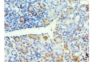 Immunohistochemistry of paraffin-embedded human pancreatic tissue using ABIN7171159 at dilution of 1:100