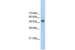 WB Suggested Anti-FECH Antibody Titration:  2. (FECH 抗体  (N-Term))