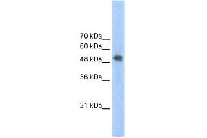 WB Suggested Anti-FECH Antibody Titration:  2.