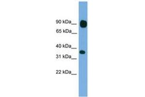 Image no. 1 for anti-Protocadherin beta 15 (PCDHB15) (AA 35-84) antibody (ABIN6744858) (PCDHB15 抗体  (AA 35-84))