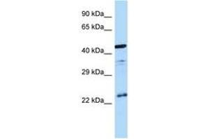 Image no. 1 for anti-Arginine Vasopressin Receptor 1B (AVPR1B) (C-Term) antibody (ABIN6747995) (AVPR1B 抗体  (C-Term))