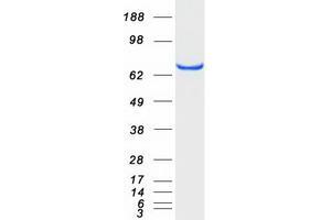 Western Blotting (WB) image for Acyl-CoA Binding Domain Containing 3 (Acbd3) protein (Myc-DYKDDDDK Tag) (ABIN2714308)