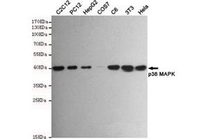 Western blot analysis of extracts from C2C12,PC12,HepG2,COS7,C6,3T3 and Hela cell lysates using p38 PK mouse b (1:500 diluted).
