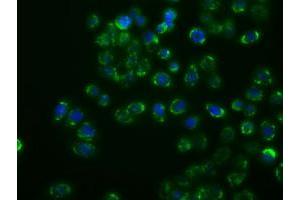 Anti-MAPK11 mouse monoclonal antibody (ABIN2453276) immunofluorescent staining of COS7 cells transiently transfected by pCMV6-ENTRY MAPK11 (RC206583). (MAPK11 抗体)