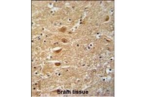 KIF3C Antibody (C-term) (ABIN391675 and ABIN2841586) immunohistochemistry analysis in formalin fixed and paraffin embedded human brain tissue followed by peroxidase conjugation of the secondary antibody and DAB staining. (KIF3C 抗体  (C-Term))