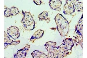 Immunohistochemistry of paraffin-embedded human placenta tissue using ABIN7173805 at dilution of 1:100