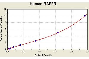 Diagramm of the ELISA kit to detect Human BAFFRwith the optical density on the x-axis and the concentration on the y-axis. (TNFRSF13C ELISA 试剂盒)