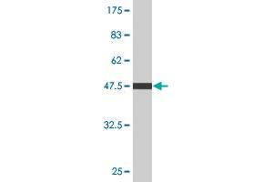 Western Blot detection against Immunogen (53. (C4BPB 抗体  (AA 1-251))