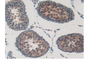 IHC-P analysis of Rat Testis Tissue, with DAB staining. (SFTPB 抗体  (AA 111-329))