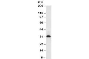 Western blot testing of HeLa cell lysate (nuclear fraction) with Histone antibody (clone AE-4). (Histone 抗体)