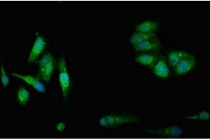 Immunofluorescence (IF) image for anti-Cystathionine-beta-Synthase (CBS) (AA 1-413) antibody (ABIN7148965)