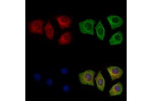 ABIN7094594 and ABIN7098643 staining Hela cells by IF/ICC. (SFTPA2 抗体  (Internal Region))