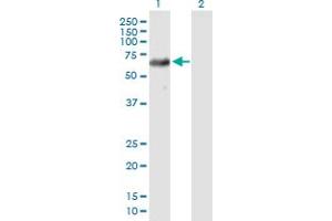 Western Blot analysis of USP39 expression in transfected 293T cell line by USP39 MaxPab polyclonal antibody. (USP39 抗体  (AA 1-565))