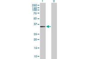 Western Blot analysis of FLJ11806 expression in transfected 293T cell line by FLJ11806 MaxPab polyclonal antibody. (ZC3H14 抗体  (AA 1-306))