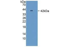 Detection of Recombinant OPTN, Mouse using Polyclonal Antibody to Optineurin (OPTN) (OPTN 抗体  (AA 1-300))