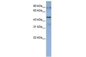 DAZAP1 antibody used at 1 ug/ml to detect target protein. (DAZAP1 抗体  (Middle Region))