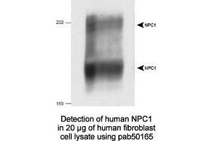 Image no. 2 for anti-Niemann-Pick Disease, Type C1 (NPC1) (C-Term) antibody (ABIN363474) (NPC1 抗体  (C-Term))