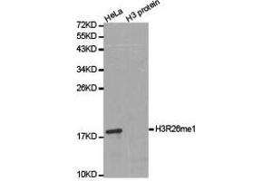 Western blot analysis of extracts of HeLa cell line and H3 protein expressed in E. (Histone 3 抗体  (H3R26me))