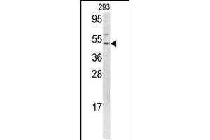 Western blot analysis of FLI1 antibody in 293 cell line lysates (35ug/lane) (FLI1 抗体  (N-Term))