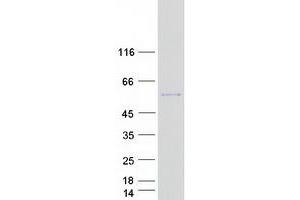 Western Blotting (WB) image for Protein Interacting With Protein Kinase C, alpha 1 (PICK1) (Transcript Variant 1) protein (Myc-DYKDDDDK Tag) (ABIN2728886)