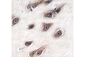 IHC analysis of FFPE human brain tissue stained with GRB2 antibody (GRB2 抗体  (AA 89-118))