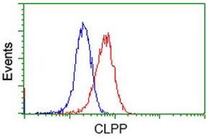 Image no. 3 for anti-ClpP Caseinolytic Peptidase, ATP-Dependent, Proteolytic Subunit Homolog (E. Coli) (CLPP) antibody (ABIN1497536) (CLPP 抗体)