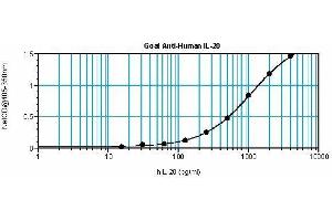 Image no. 1 for anti-Interleukin 20 (IL20) antibody (ABIN465437) (IL-20 抗体)