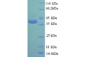 SDS-PAGE (SDS) image for cAMP Responsive Element Binding Protein 1 (CREB1) (AA 1-341), (full length) protein (His tag) (ABIN5709323) (CREB1 Protein (AA 1-341, full length) (His tag))